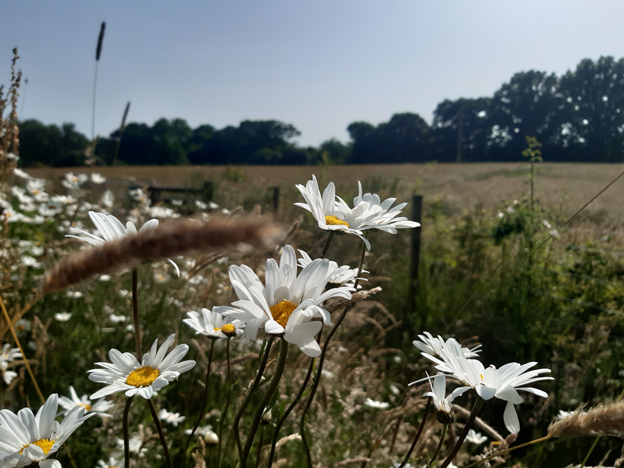 Mill Lane Meadows